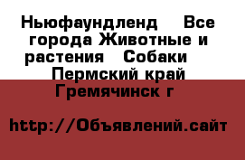 Ньюфаундленд  - Все города Животные и растения » Собаки   . Пермский край,Гремячинск г.